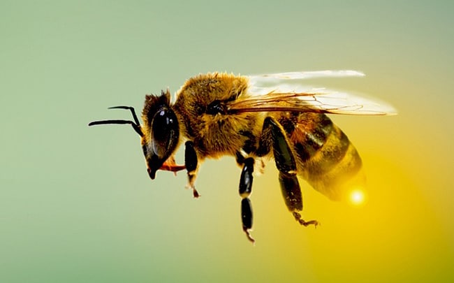 Honingbij op een bloem